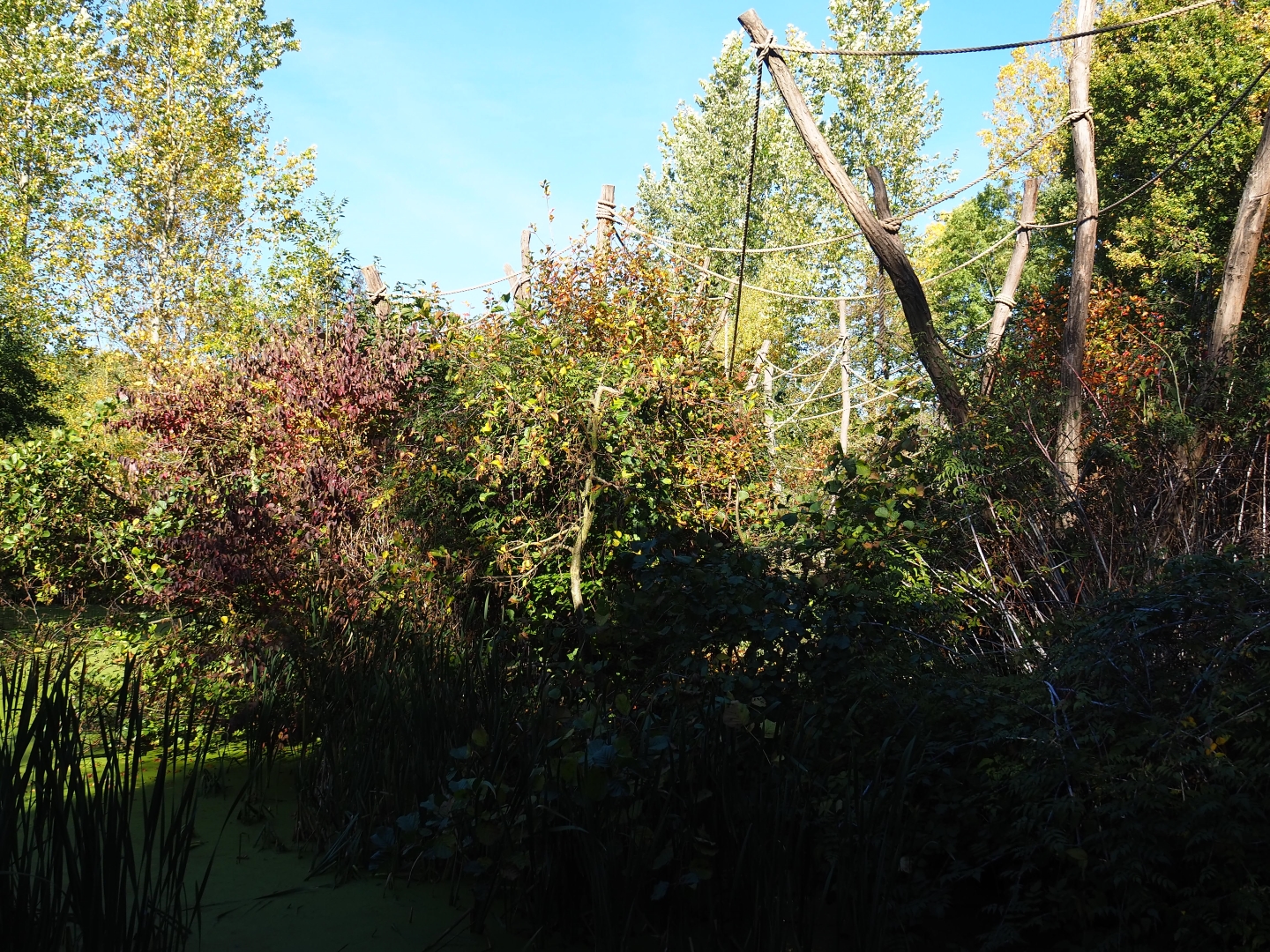 Woolly monkey island (Oct 13th, 2018)