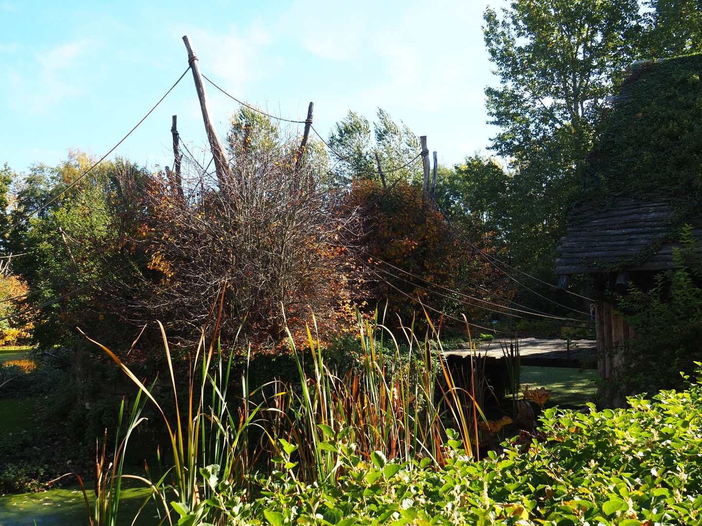 Woolly monkey island (Oct 13th, 2018)