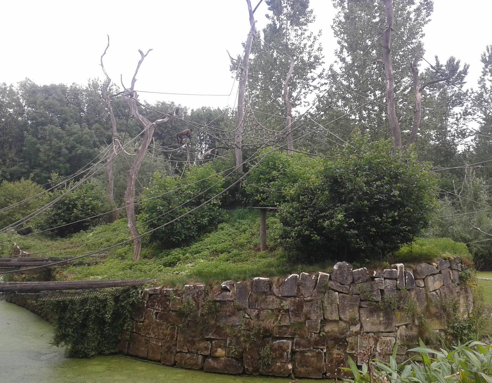 Woolly monkey island