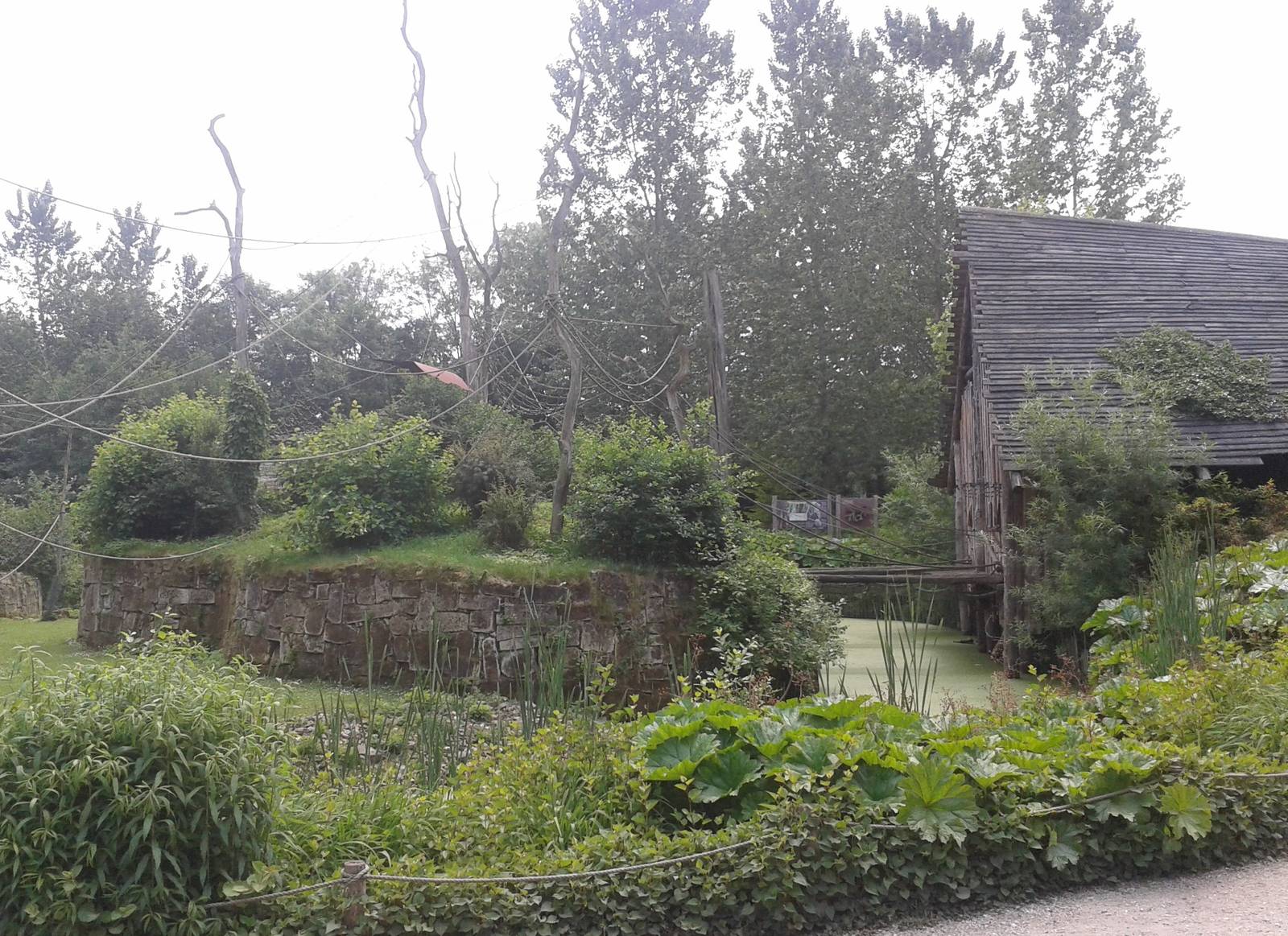 Woolly monkey island