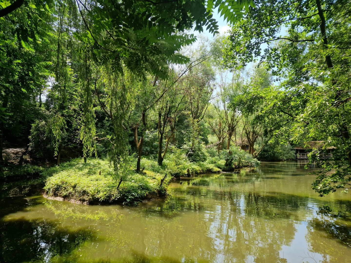 Woolly Monkey Island