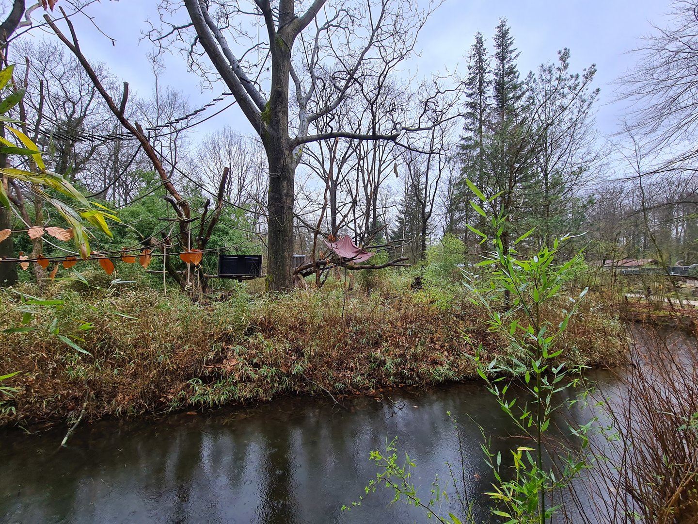 Woolly monkey island