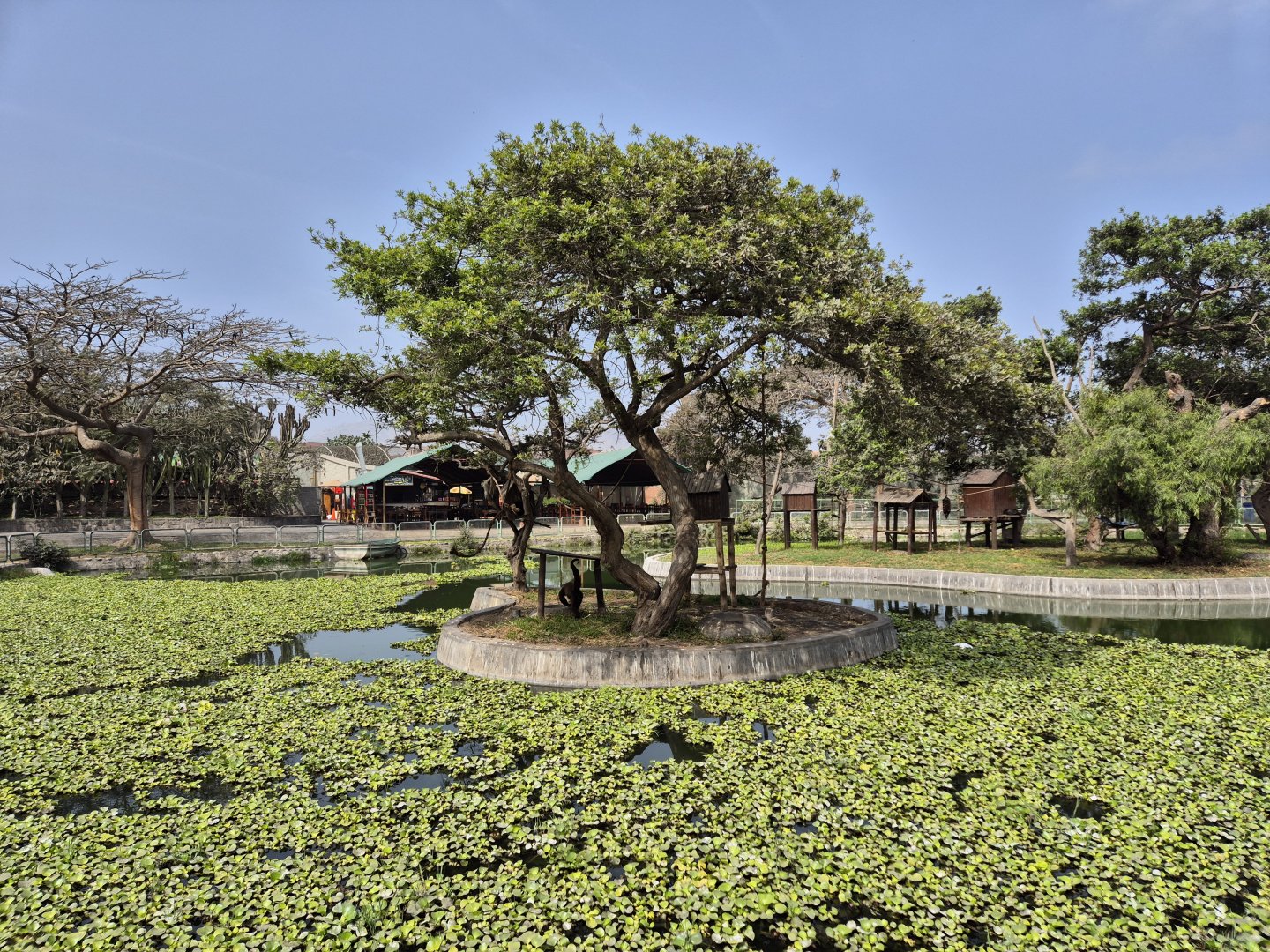 Woolly monkey Island