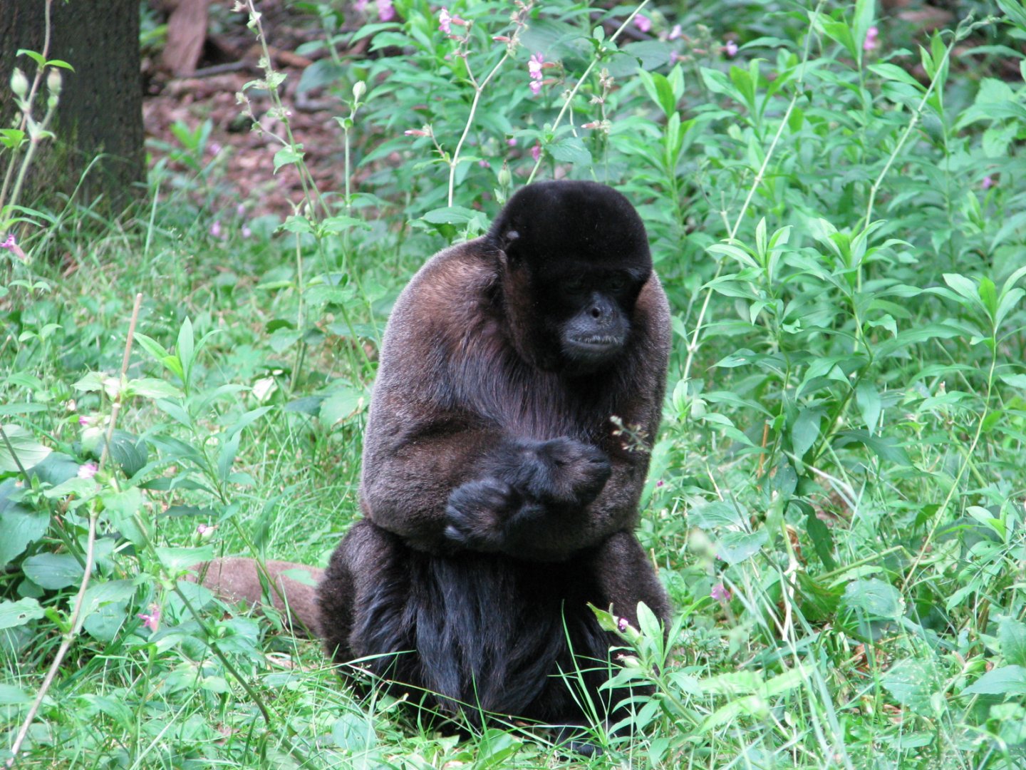 Woolly monkey - July 2012