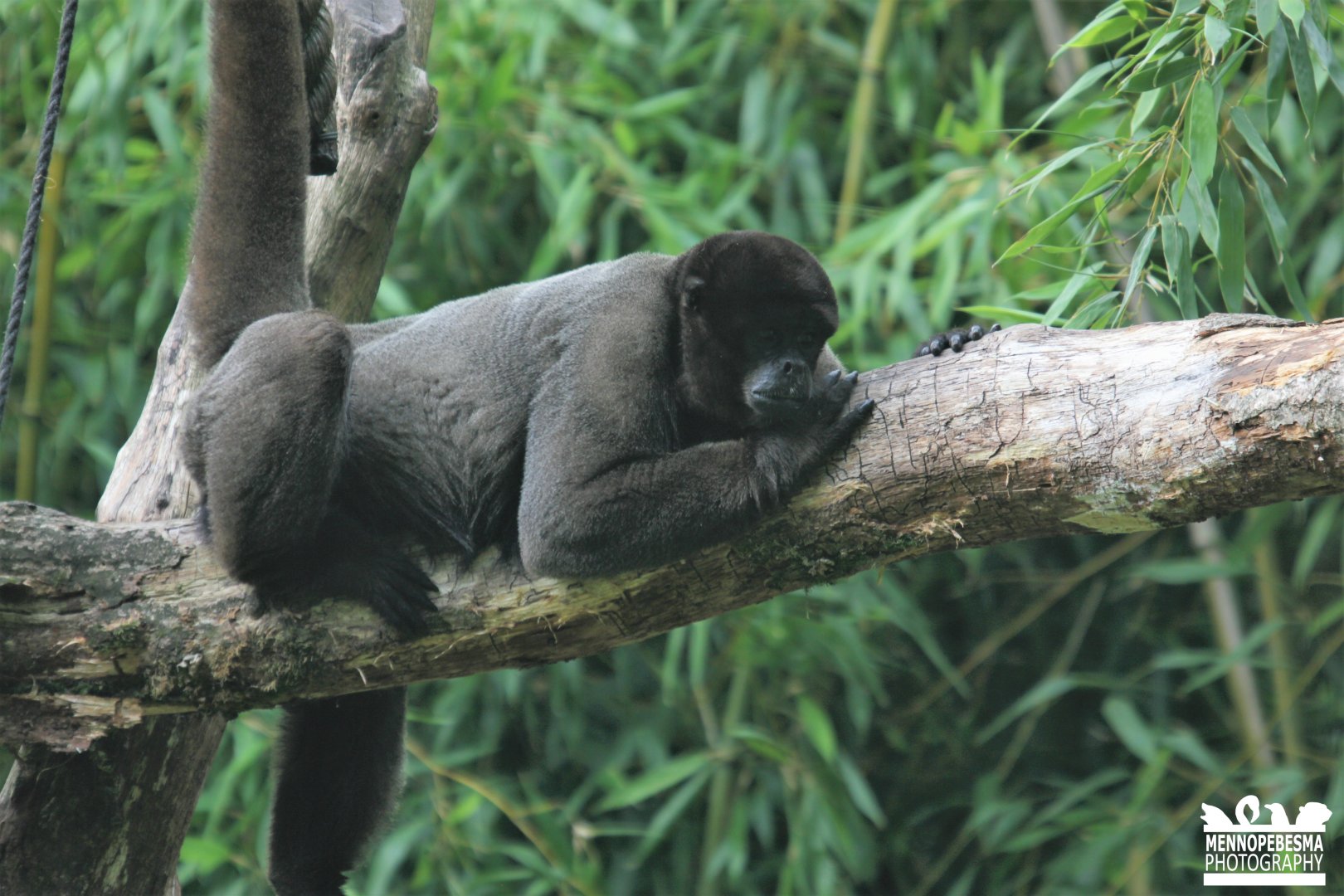 Woolly monkey (Lagothrix lagothricha)