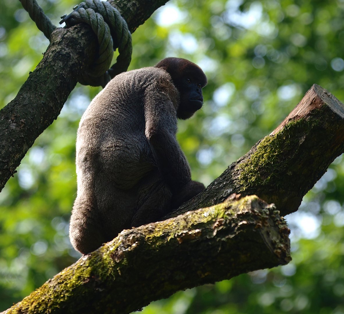 Woolly monkey (Lagothrix lagotricha), 2015-08-01