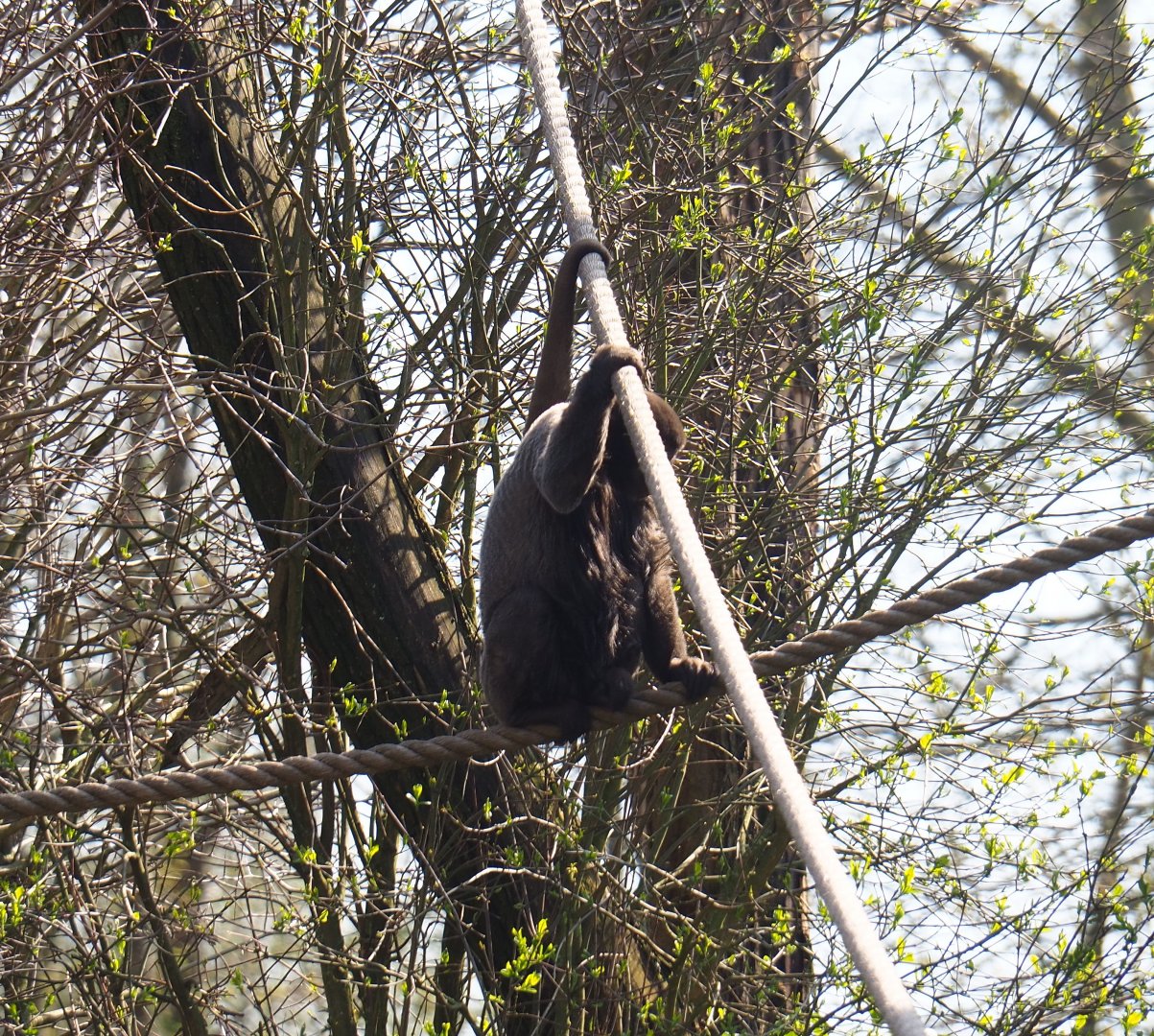 Woolly monkey (Lagothrix lagotricha), 2019-03-30