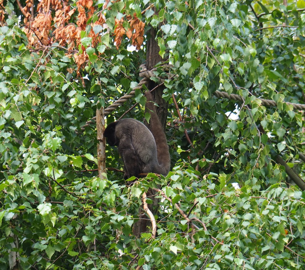Woolly monkey (Lagothrix lagotricha), 2019-07-21