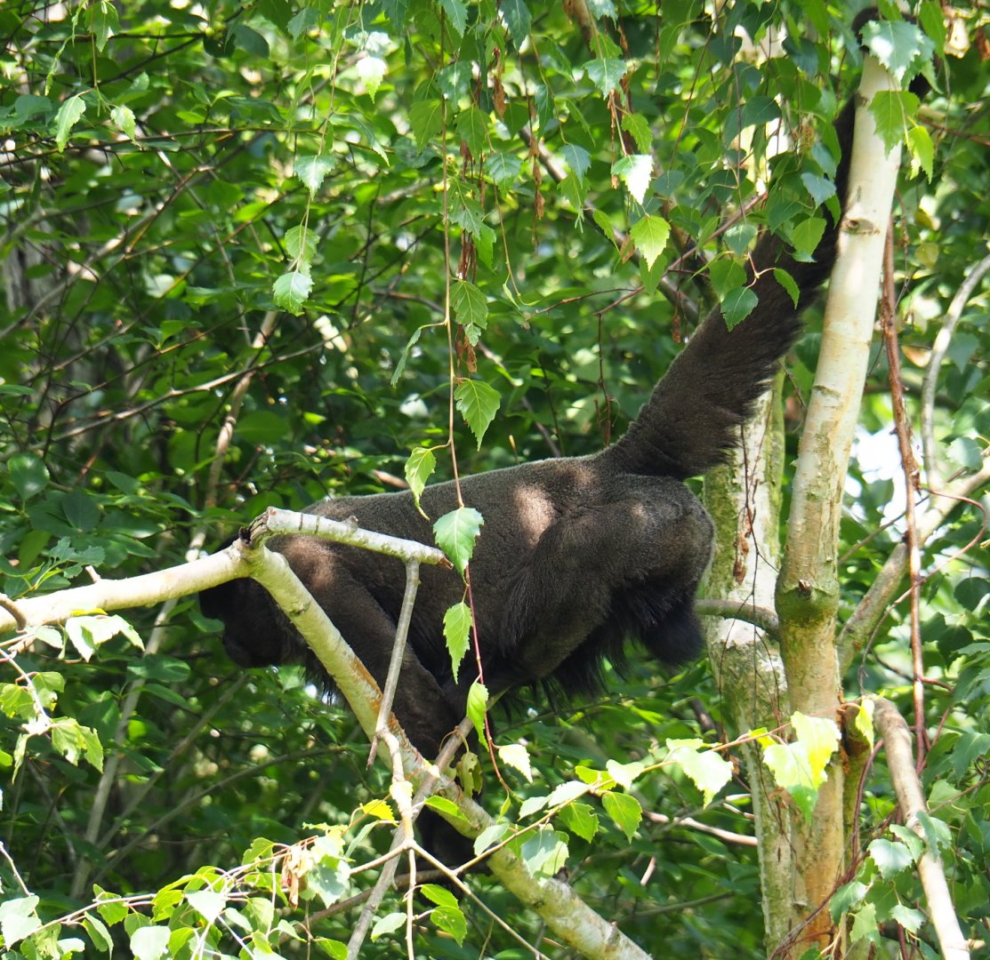 Woolly monkey (Lagothrix lagotricha), 2019-07-21