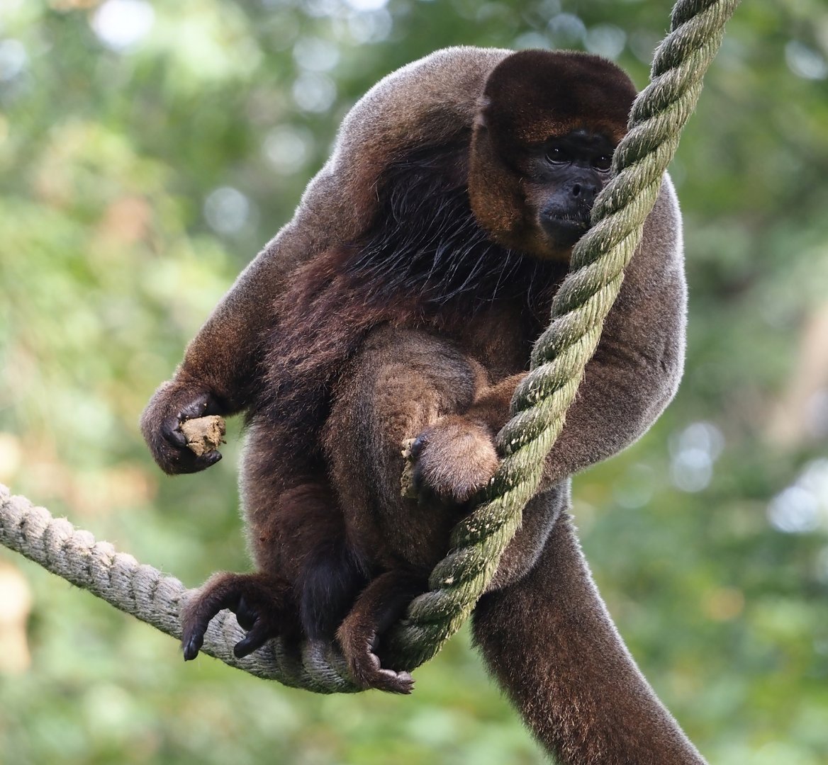 Woolly monkey (Lagothrix lagotricha), 2024-08-18