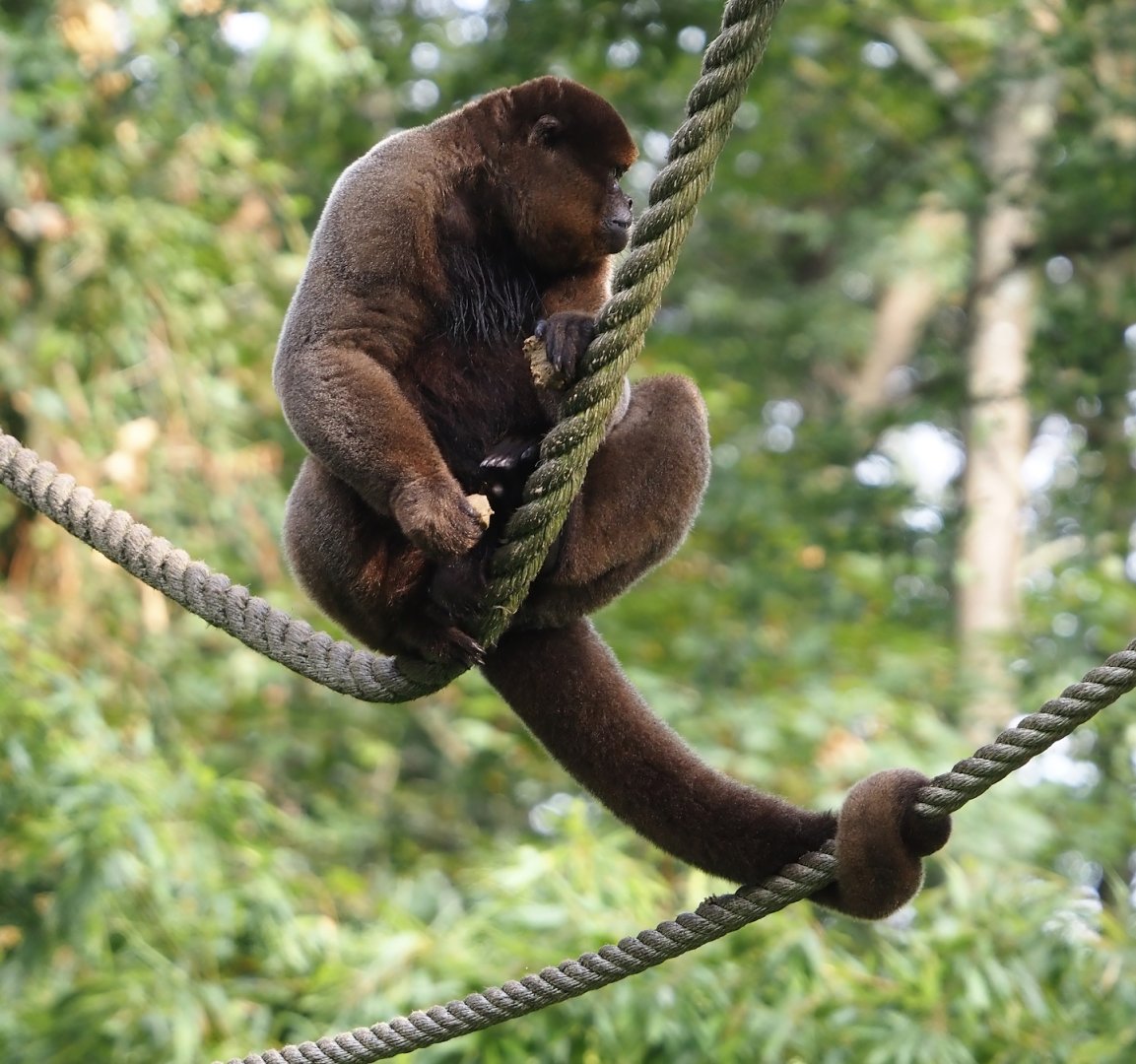 Woolly monkey (Lagothrix lagotricha), 2024-08-18