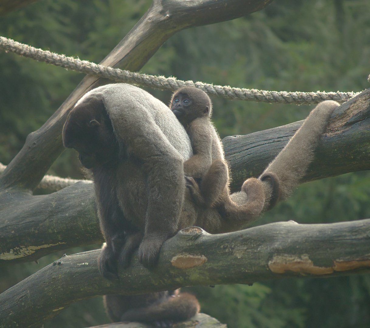 Woolly monkey (Lagothrix lagotricha) with baby, 2007-09-16