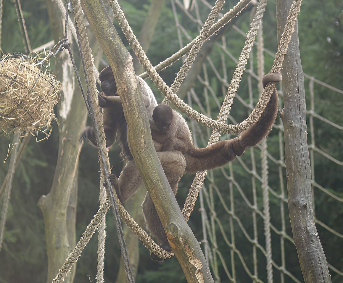Woolly monkey (Lagothrix lagotricha) with baby, 2007-09-16