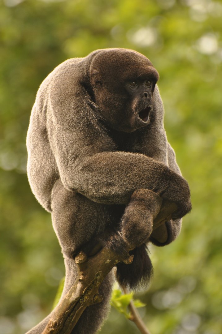 Woolly monkey (Lagothrix lagotricha)
