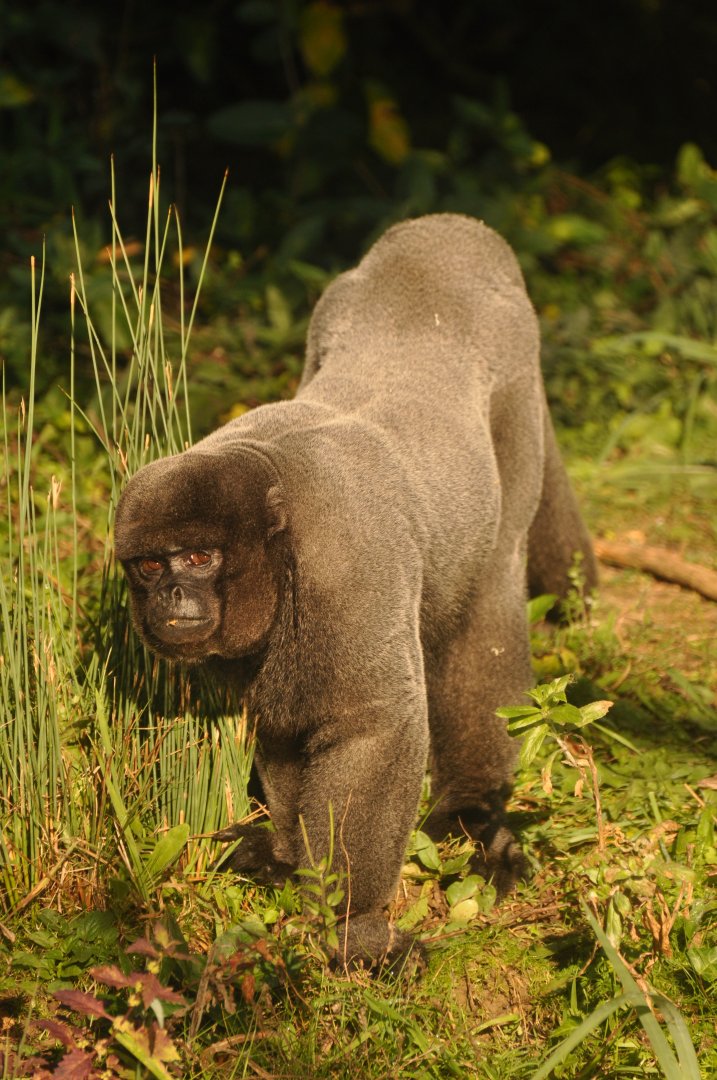 Woolly monkey (Lagothrix lagotricha)