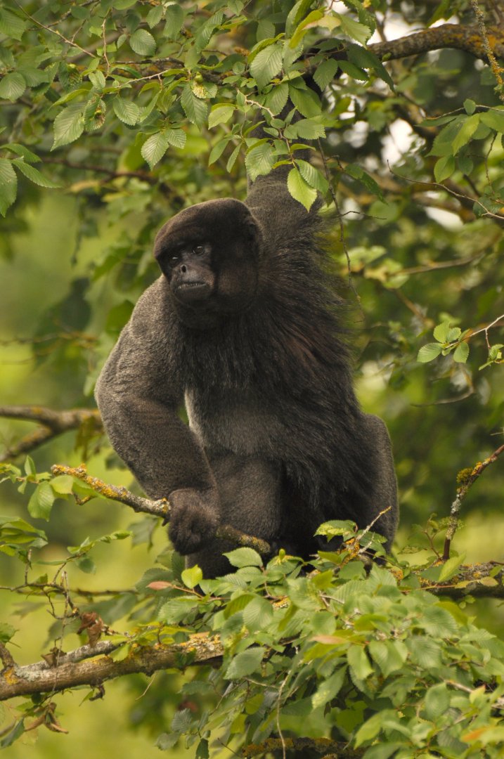 Woolly monkey (Lagothrix lagotricha)