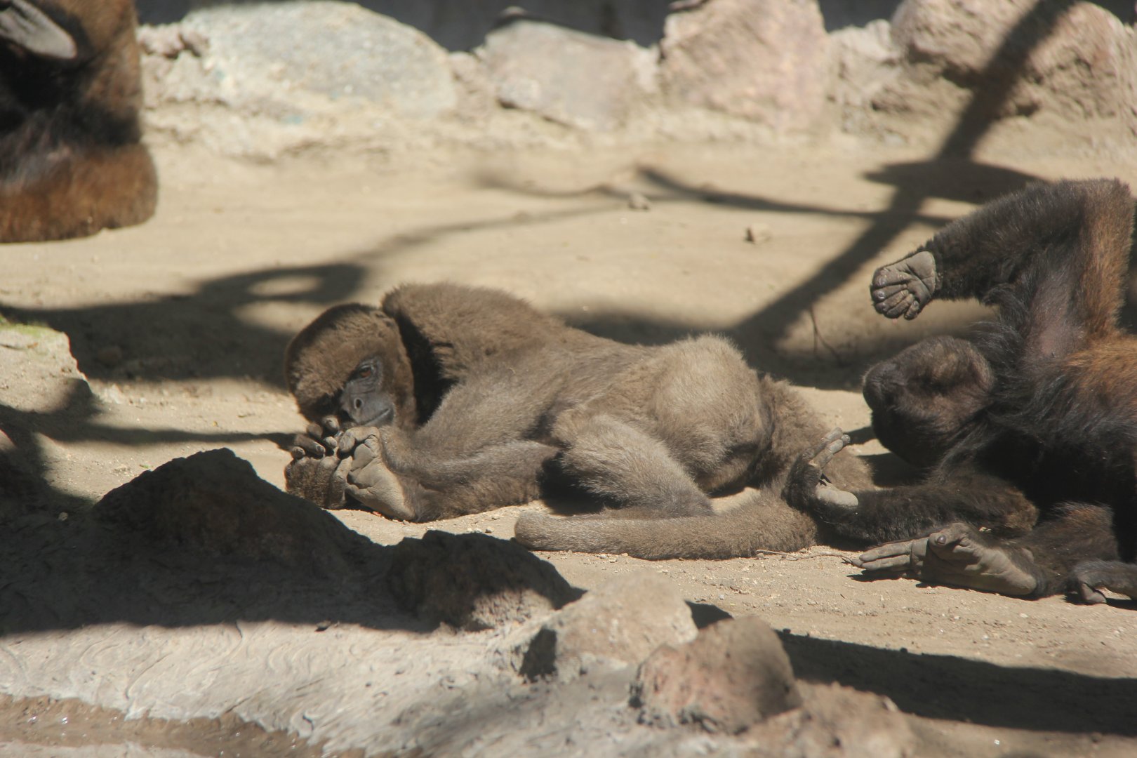 woolly monkey (Lagrothrix sp) Species ID?