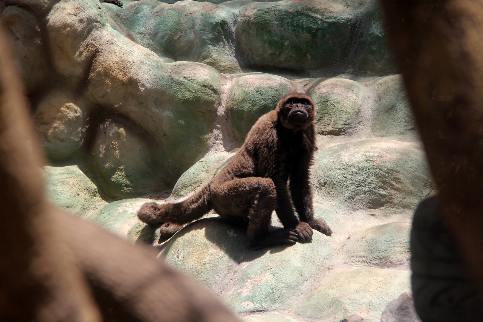 woolly monkey (Lagrothrix sp) Species ID?