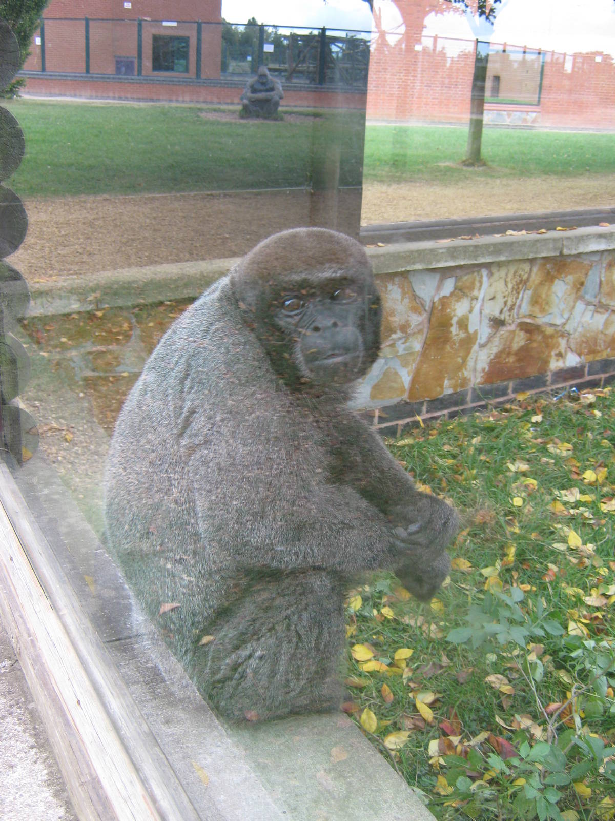 Woolly Monkey, October 2009