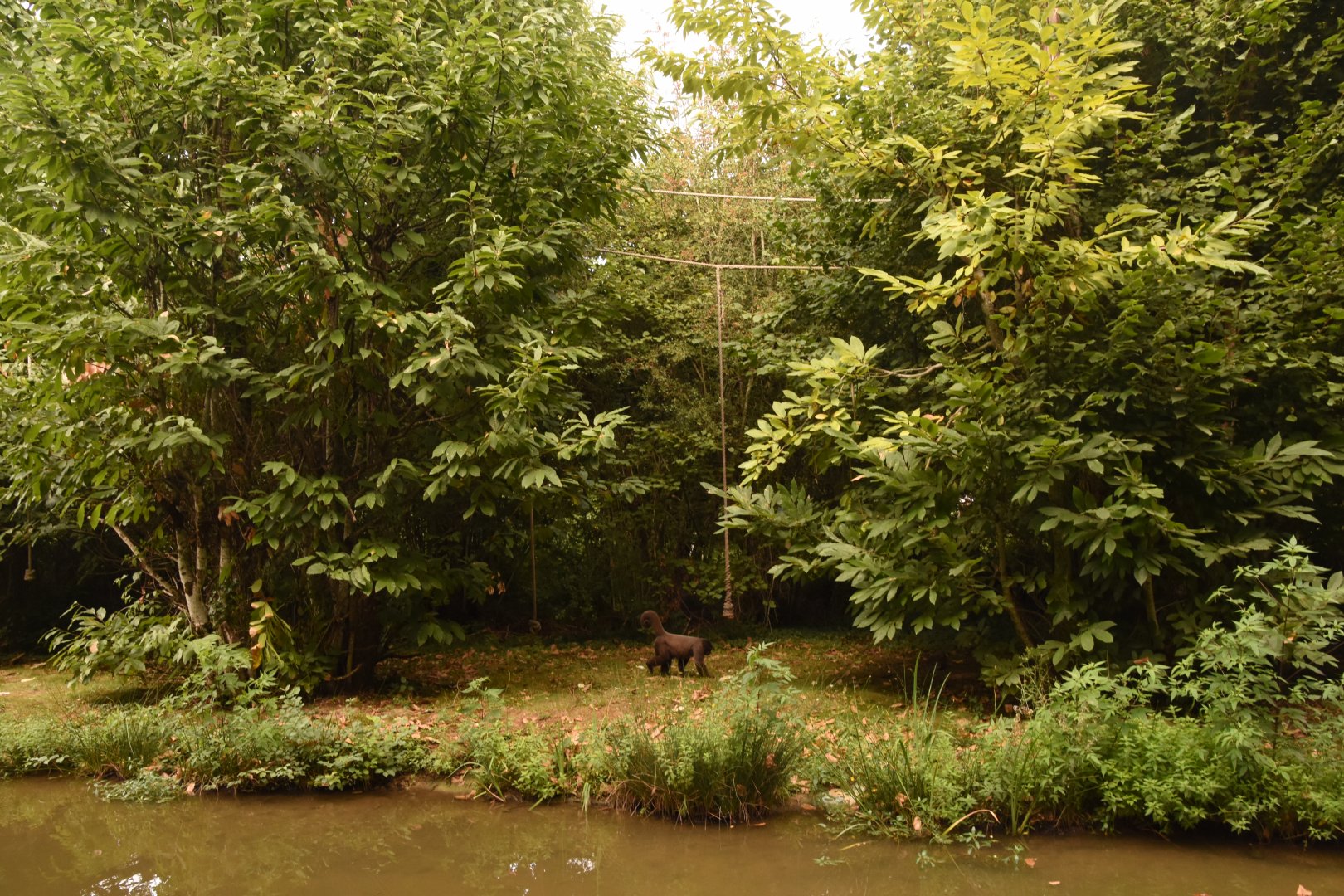 Woolly Monkey on its island