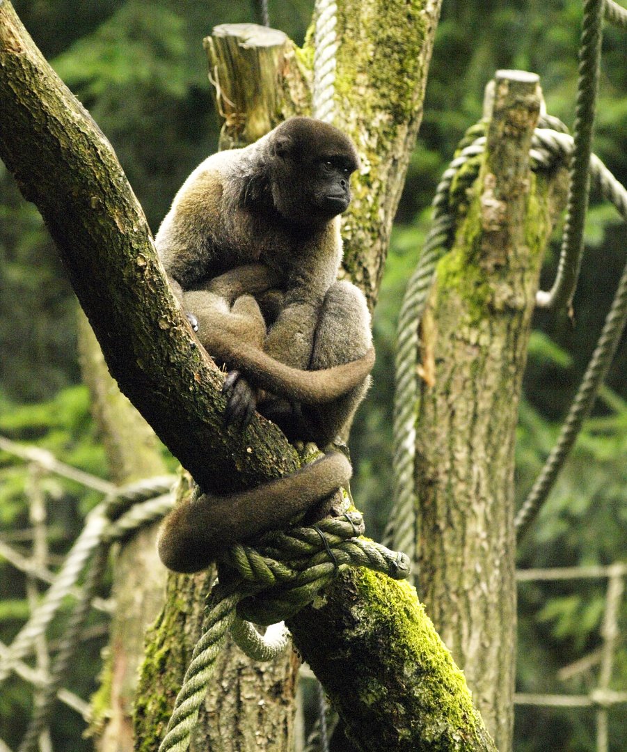 Woolly monkey - species?