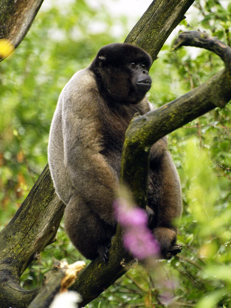 Woolly monkey - species?