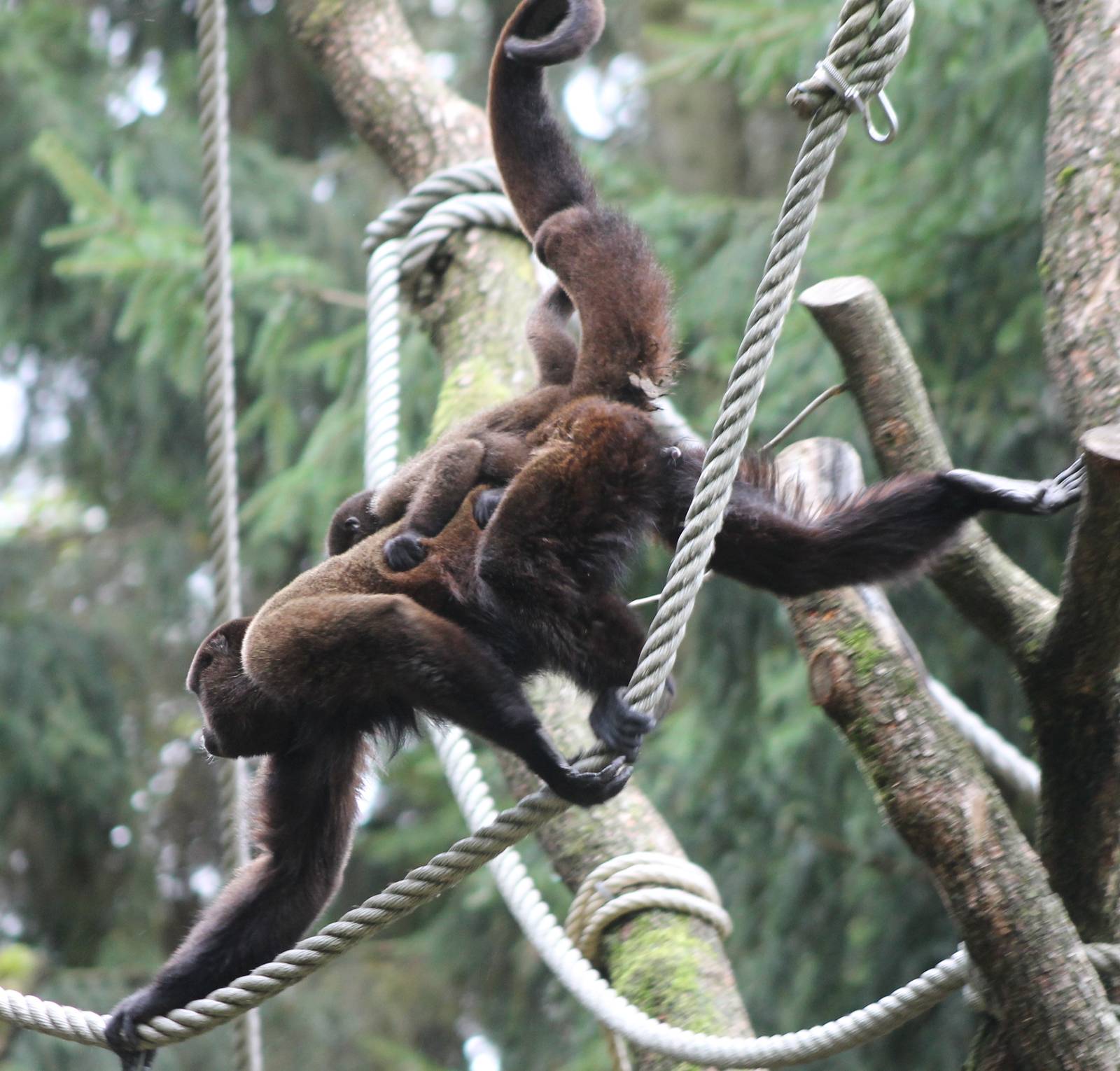 Woolly monkey with young