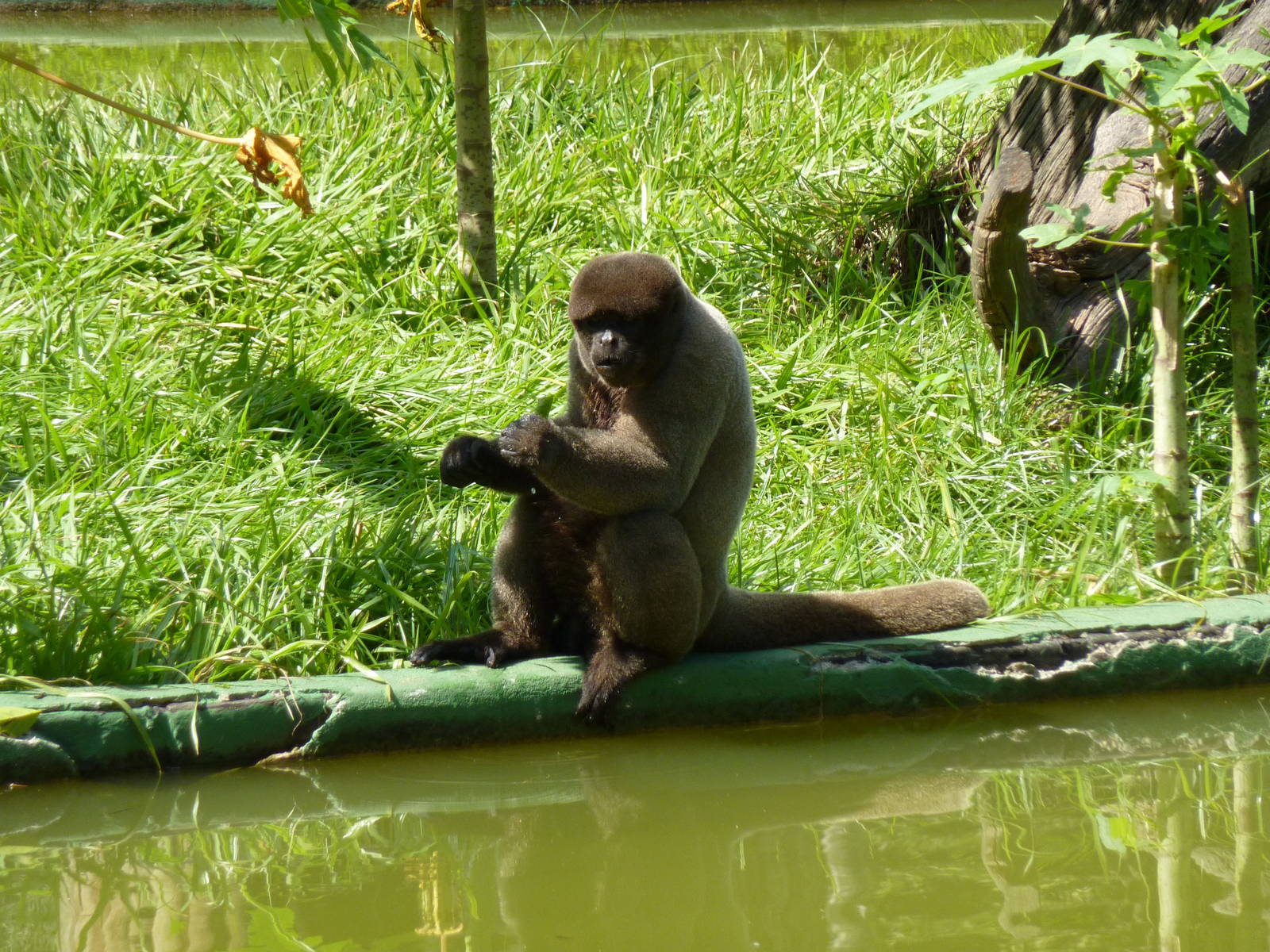 Woolly monkey