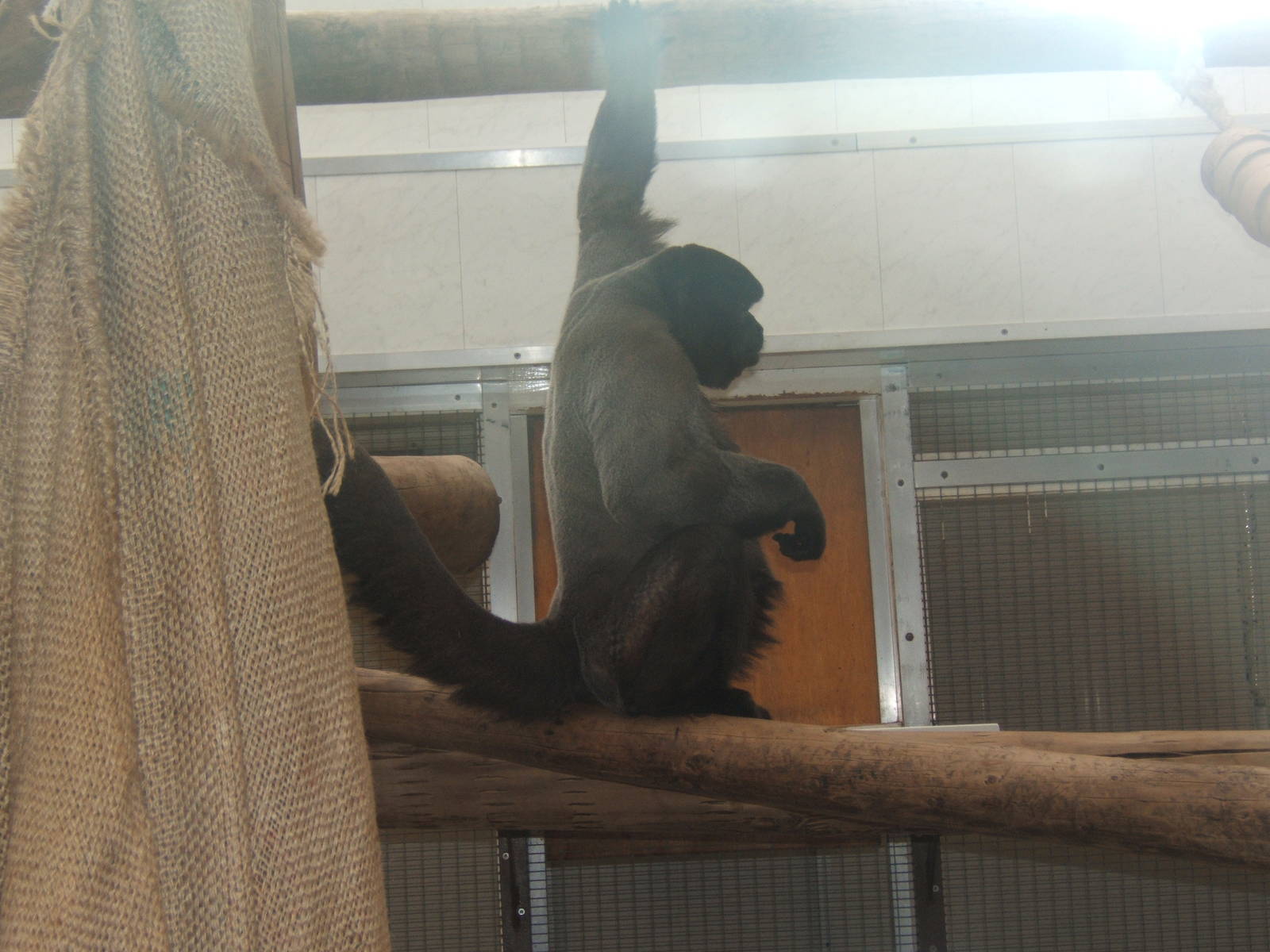 Woolly Monkey