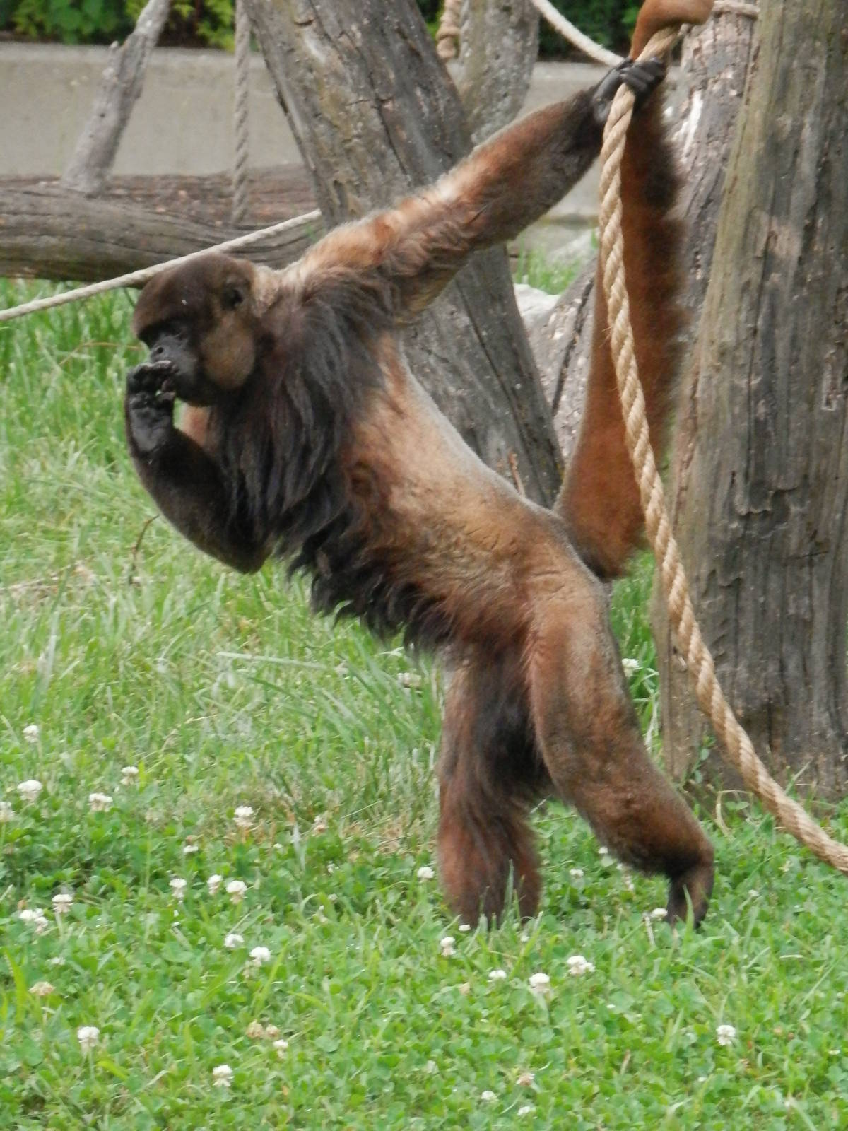 Woolly monkey
