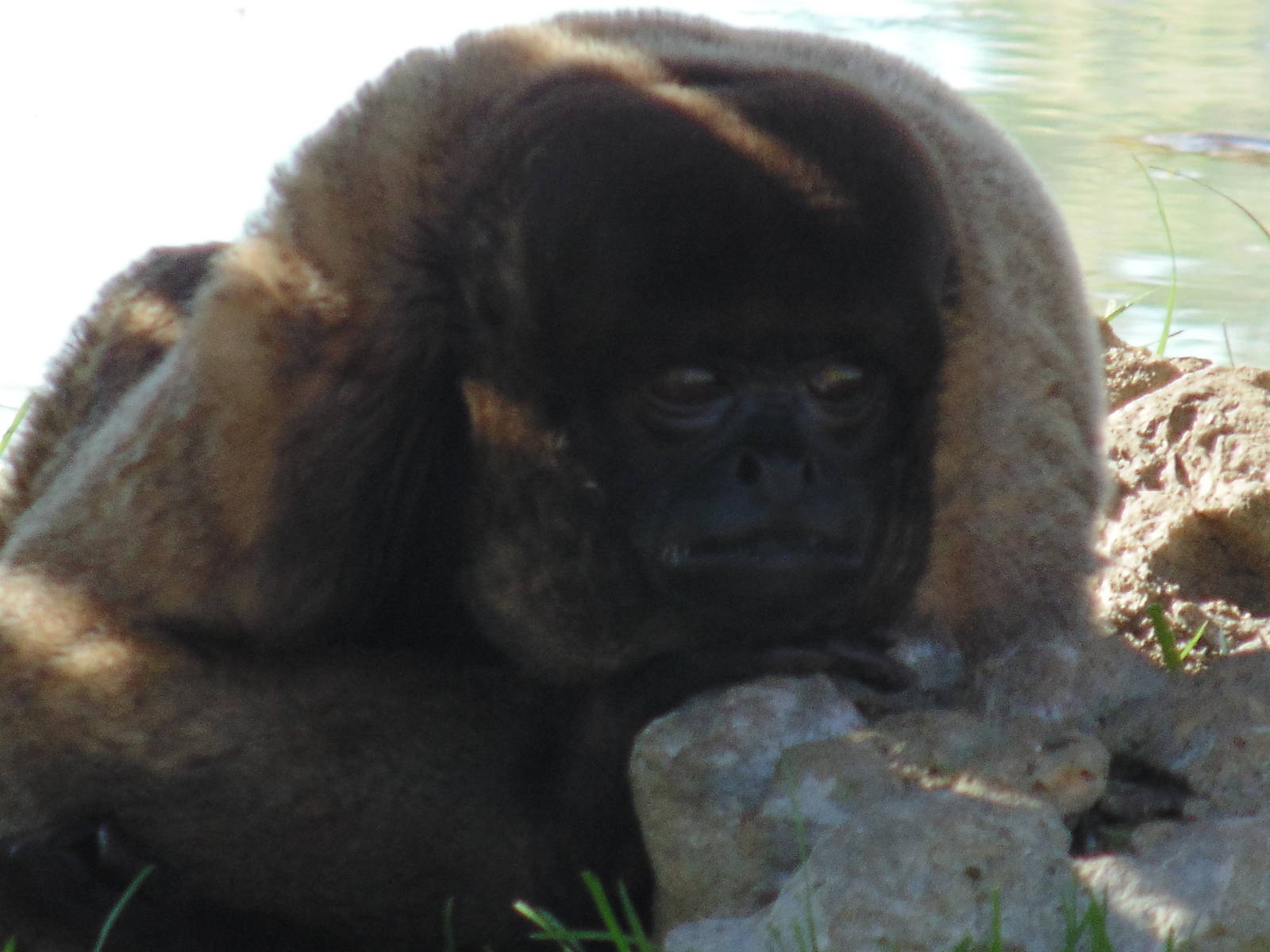 Woolly Monkey