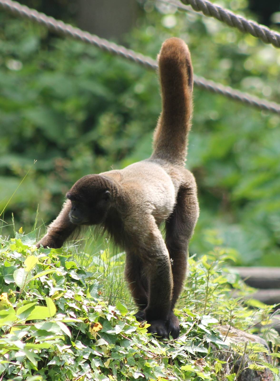 Woolly monkey