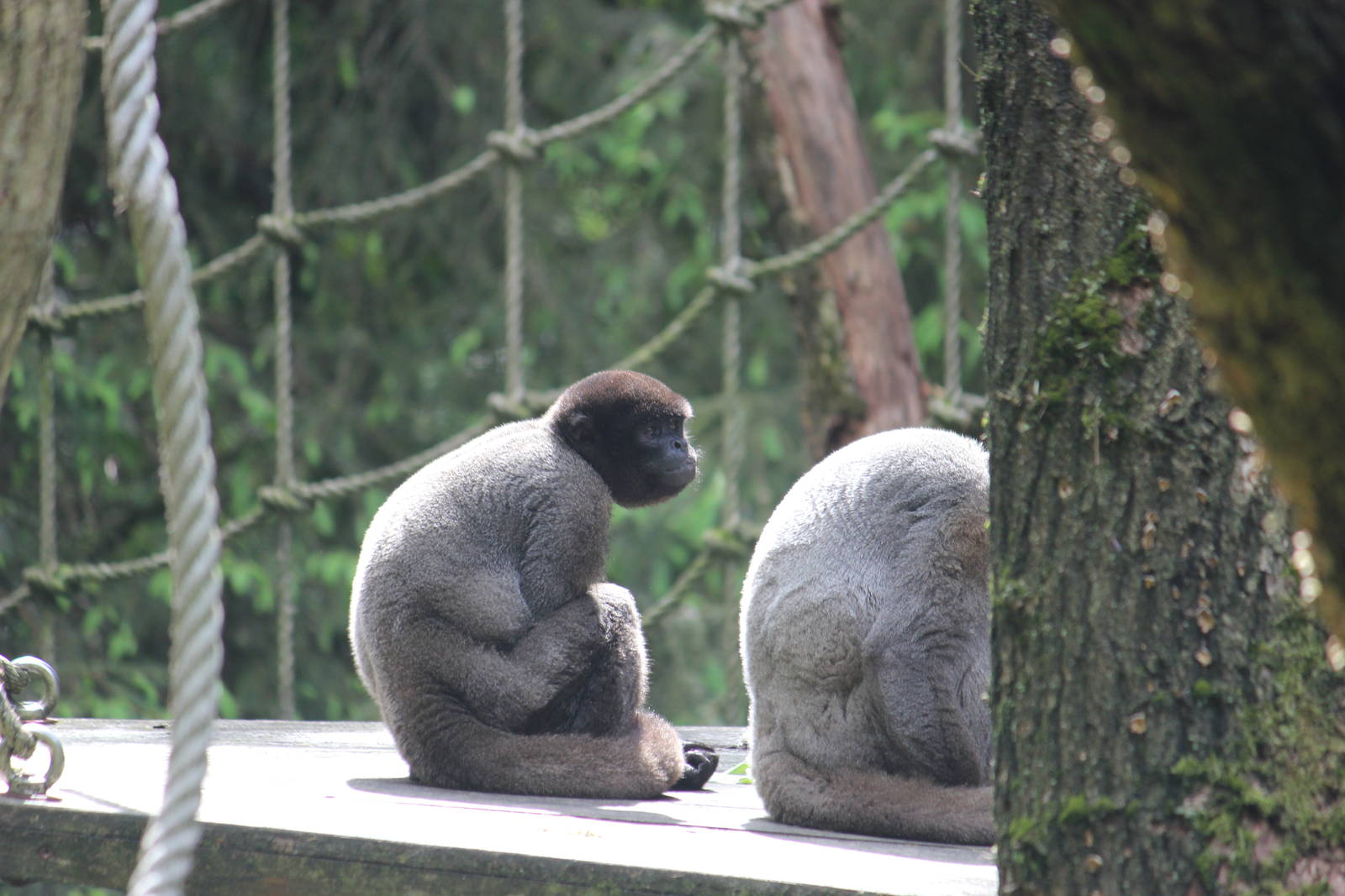 Woolly monkey