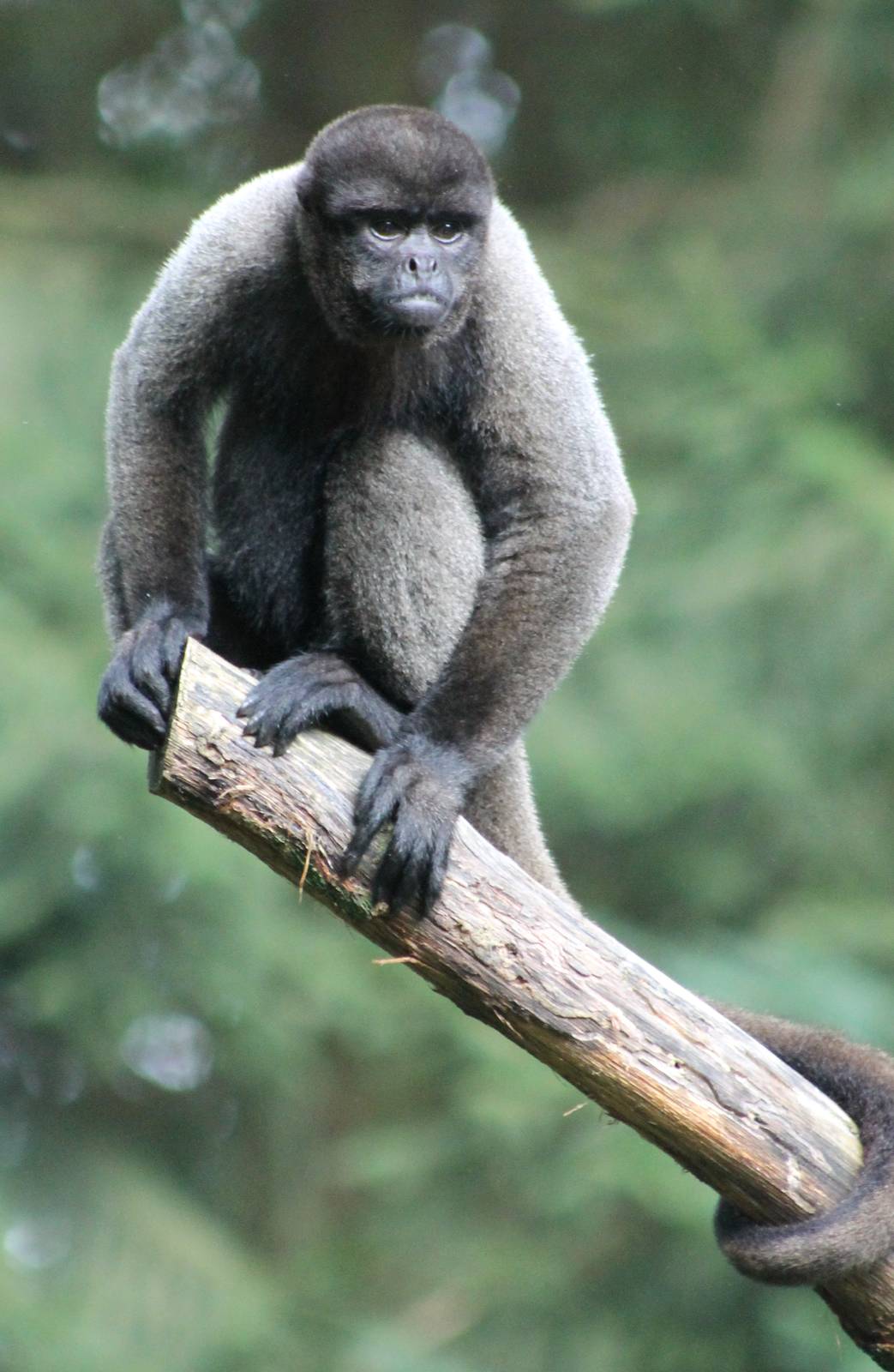 Woolly monkey