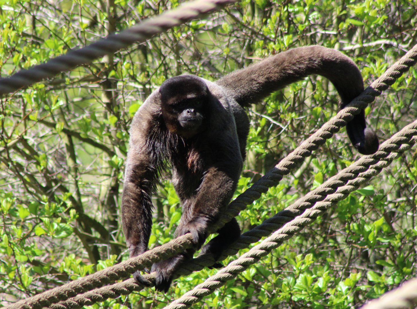 Woolly monkey