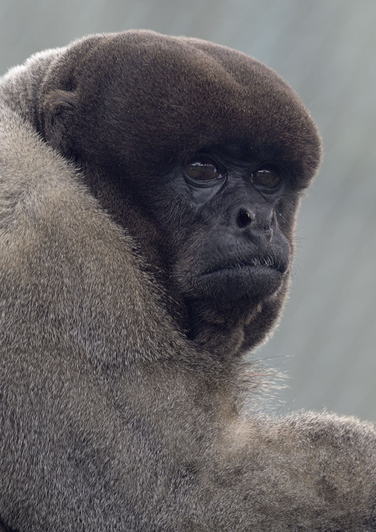 Woolly monkey