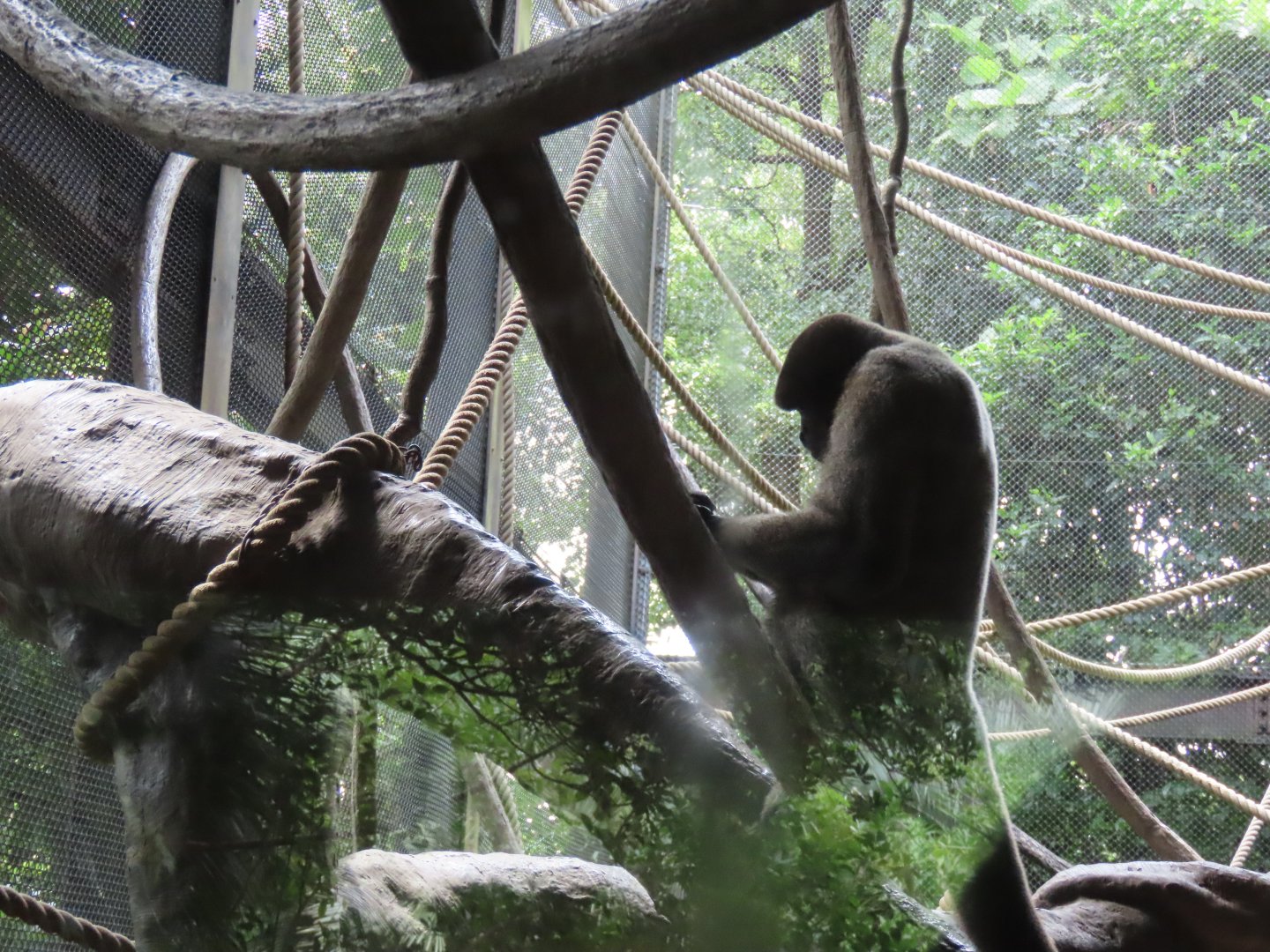 Woolly monkey
