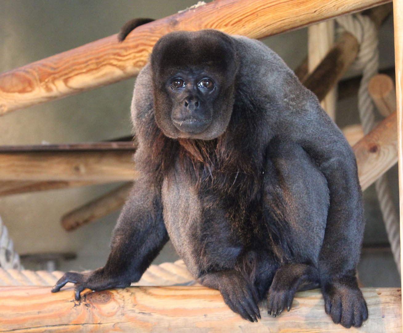 Woolly monkey