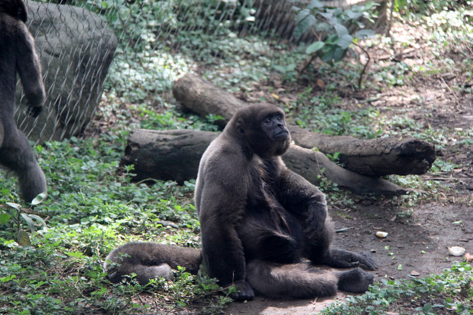 woolly monkey