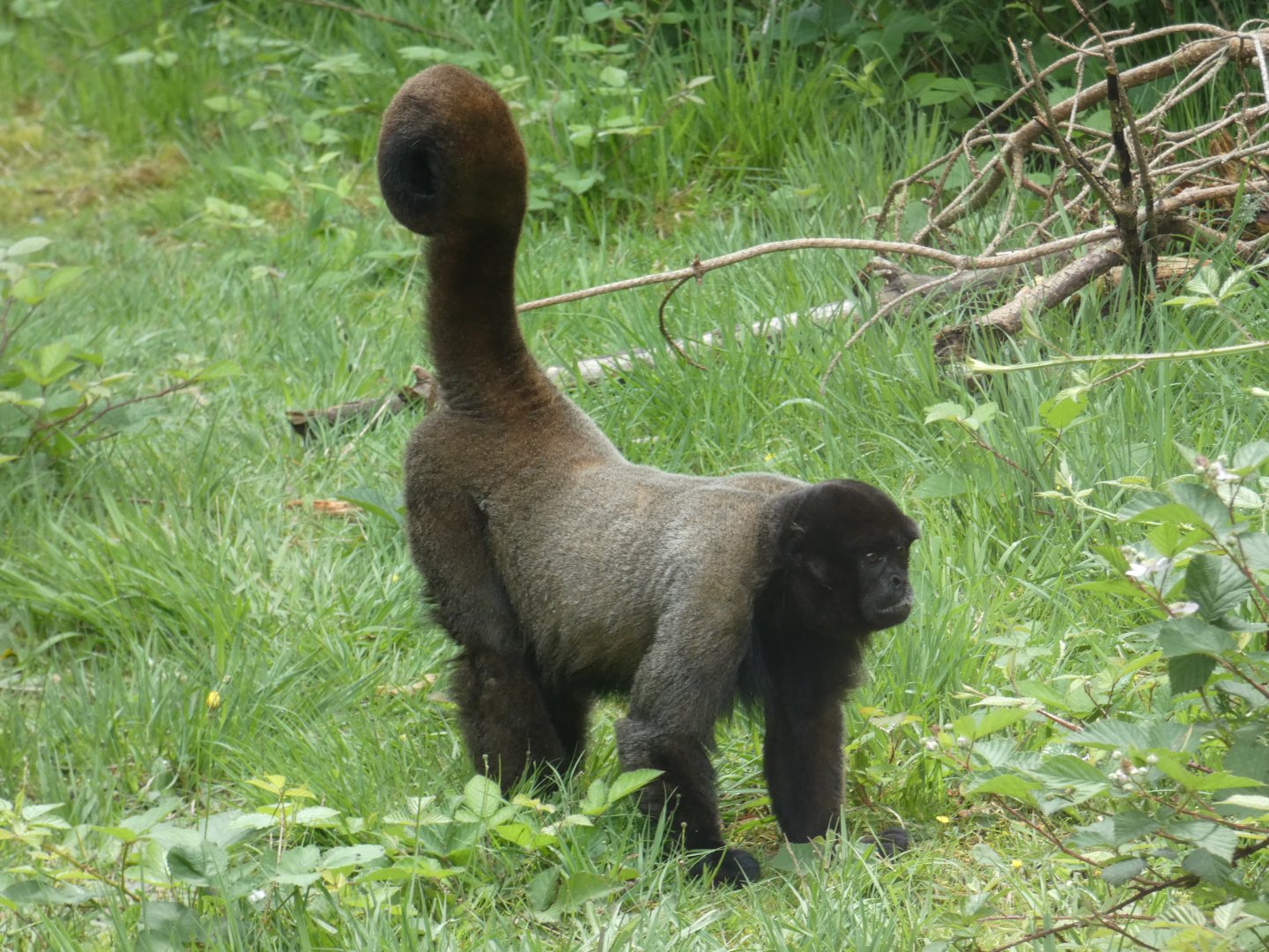 Woolly monkey