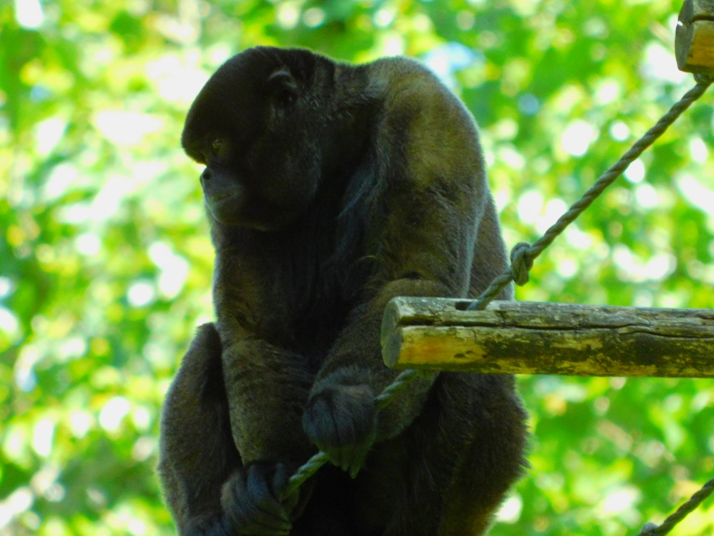 Woolly Monkey