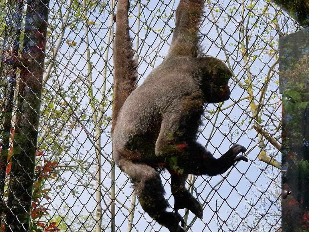 Woolly Monkey