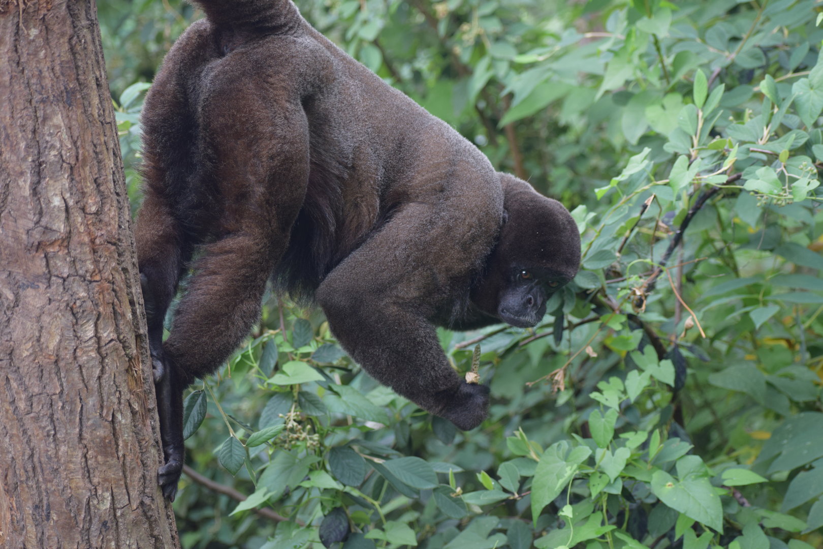 Woolly monkey