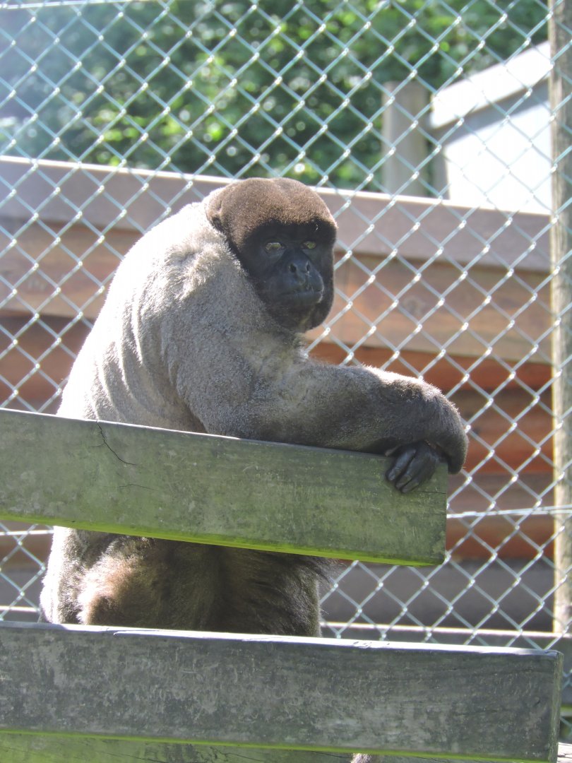Woolly Monkey