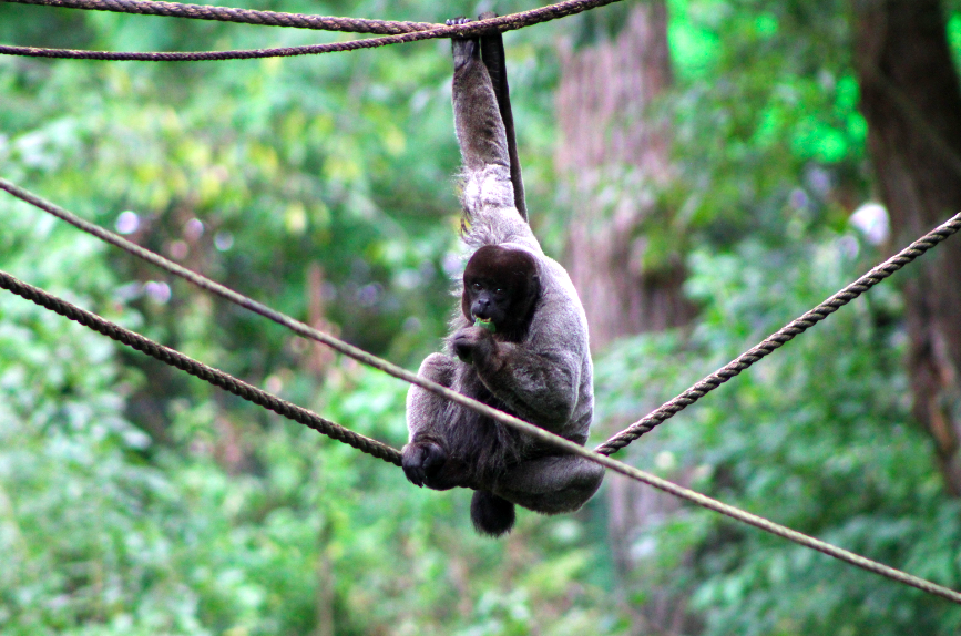 Woolly Monkey