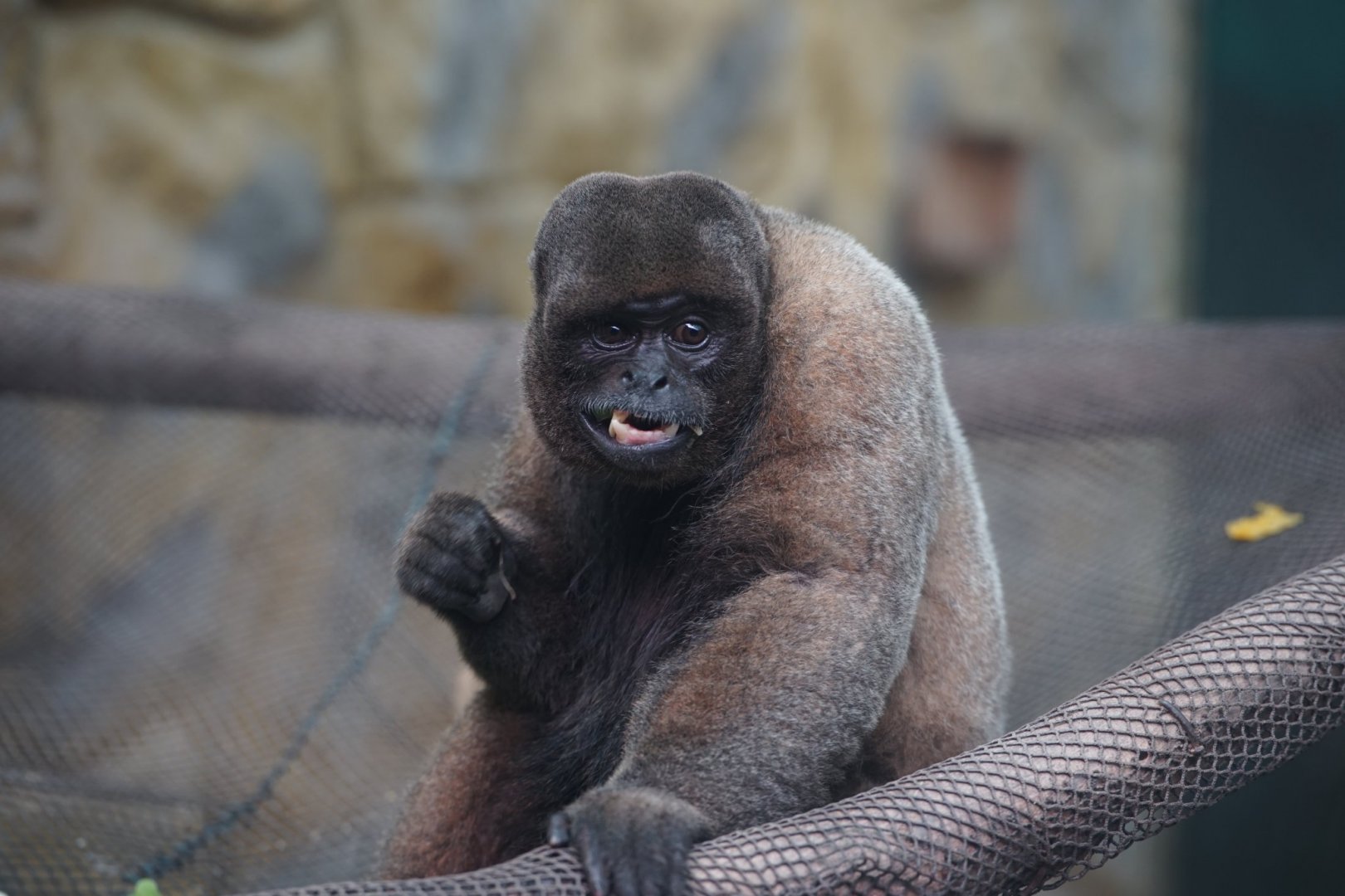 Woolly monkey