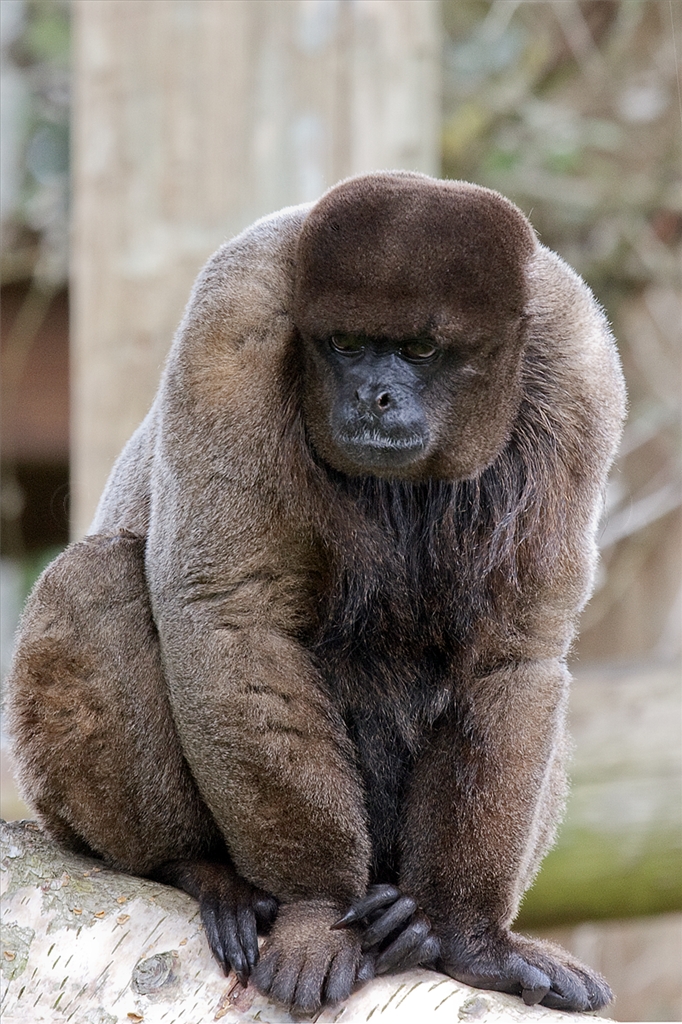 Woolly Monkey