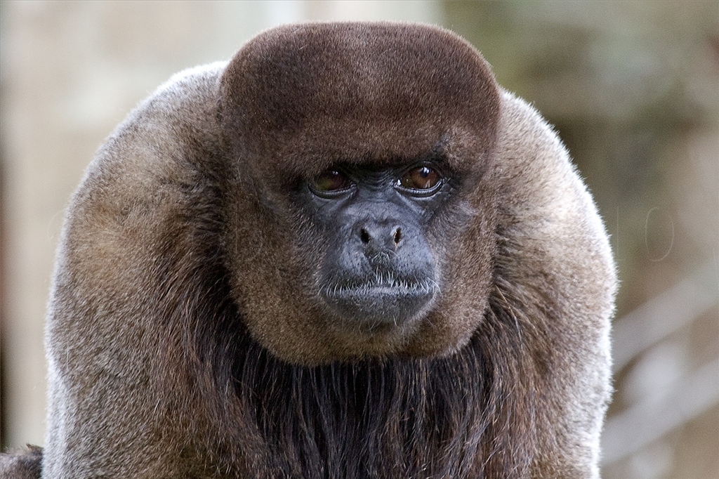 Woolly Monkey