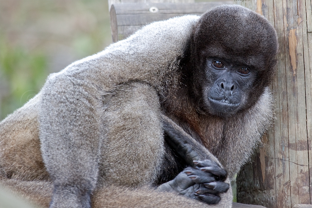 Woolly Monkey