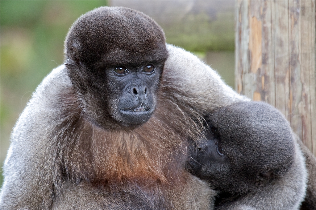 Woolly Monkey